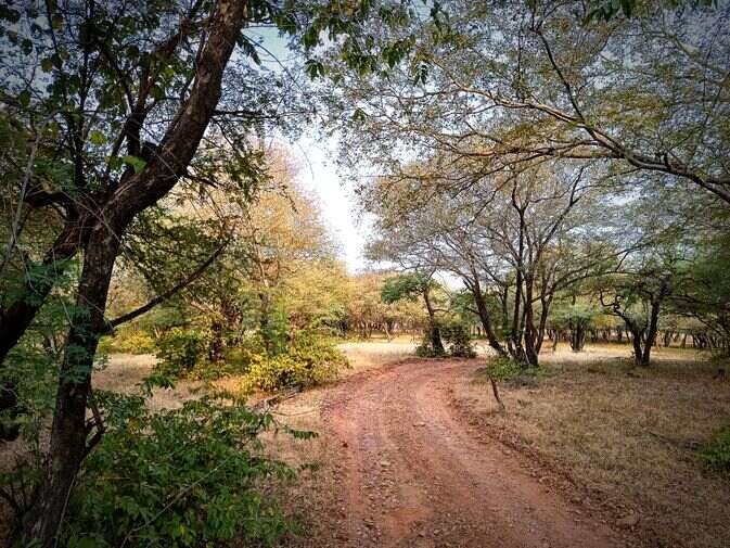 Ranthambore National Park Zone 9