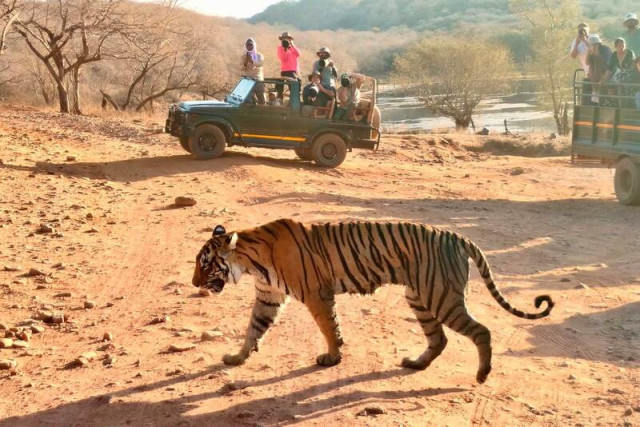 When is the Best Time to Visit in Ranthambore for a Tiger Safari?