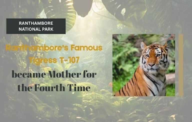 Tigress-T-107-Sultana-with-her-cubs