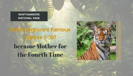 Ranthambores-Famous-Tigress-T-107-became-Mother-for-the-Fourth-Time