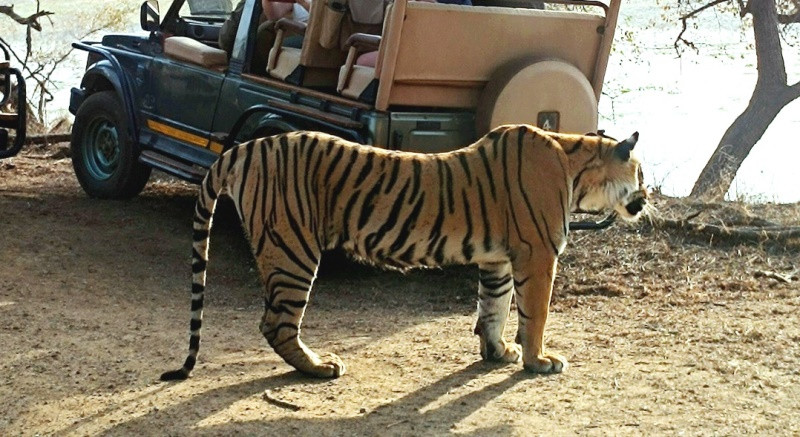 How to Book Ranthambore Safari Ticket Online Easily
