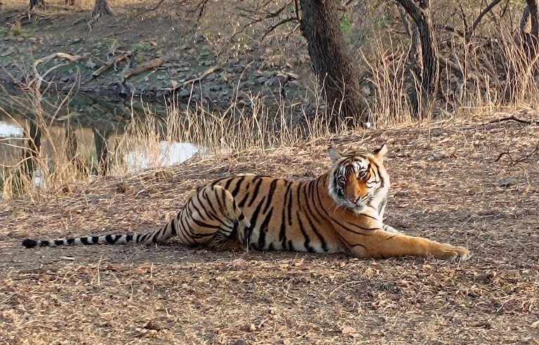 Ranthambore tiger safari guide 