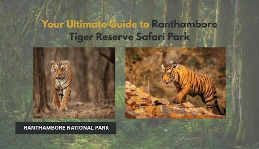 Your Ultimate Guide to Ranthambore Tiger Reserve Safari Park