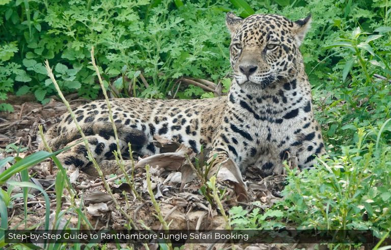 Step-by-Step Guide to Ranthambore Jungle Safari Booking