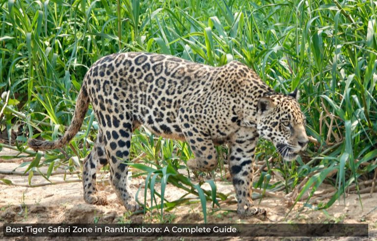 Best-Tiger-Safari-Zone-in-Ranthambore-A-Complete-Guide