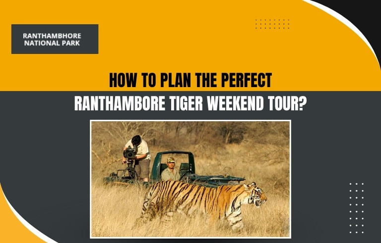How to Plan the Perfect Ranthambore Tiger Weekend Tour?