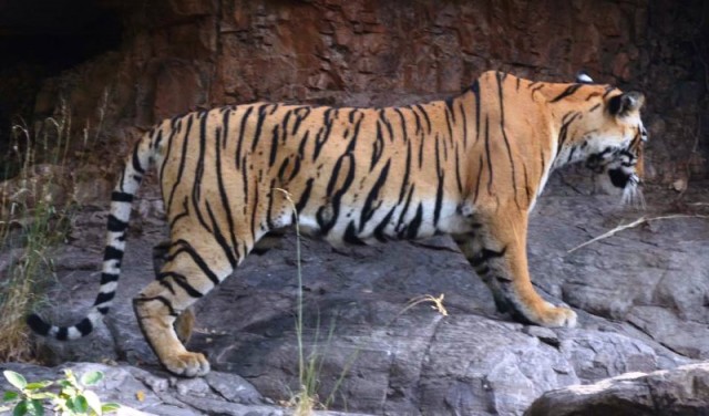 The Tigress T-73 Appeared with Three Cubs in Ranthambore National Park