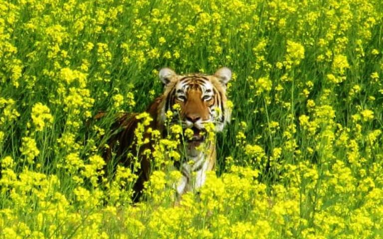 Tiger-T-104-Ranthambore