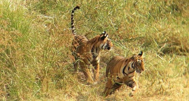 Tigers-in-Rathambore