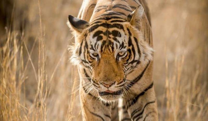 Ranthambore-tiger-relocation-news