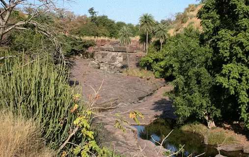Flora and fauna in Ranthambhore