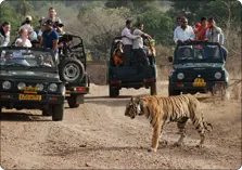 Ranthambore Jungle Safari