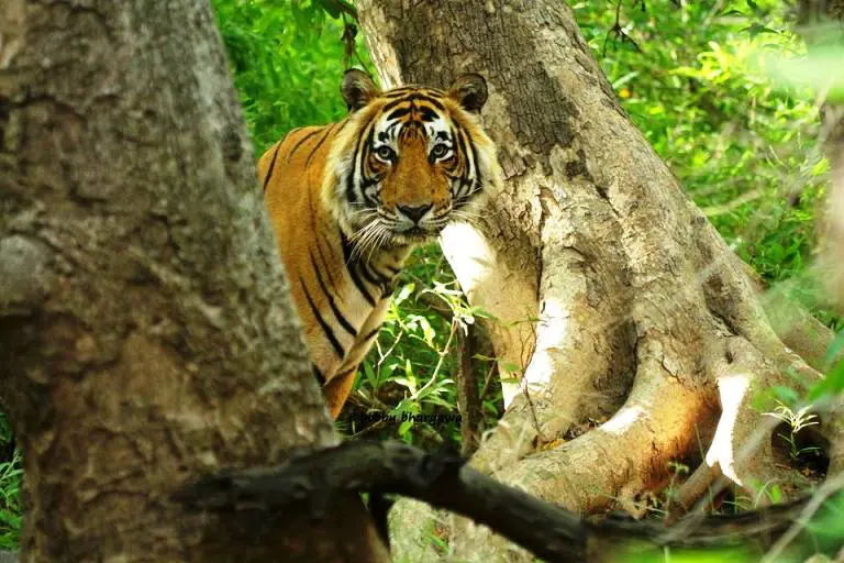 Ranthambore Weekend Tour Package