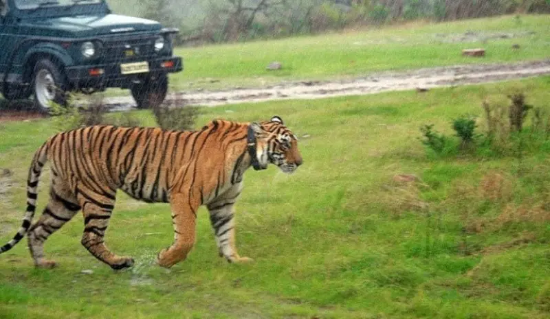 Ranthambore Monsoon Package