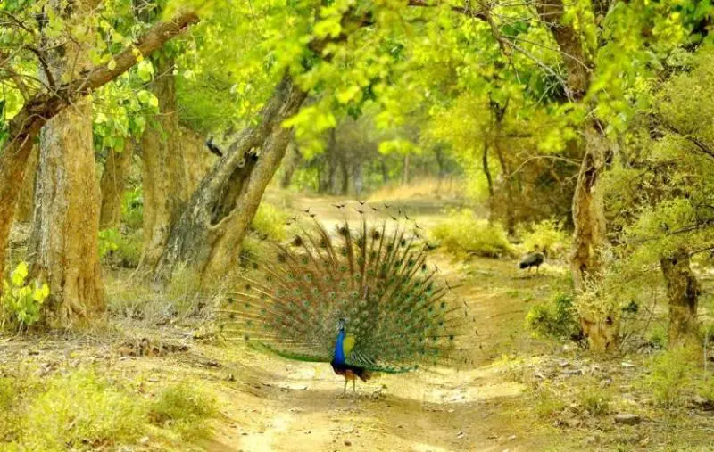 Ranthambore Weekend Tour Package