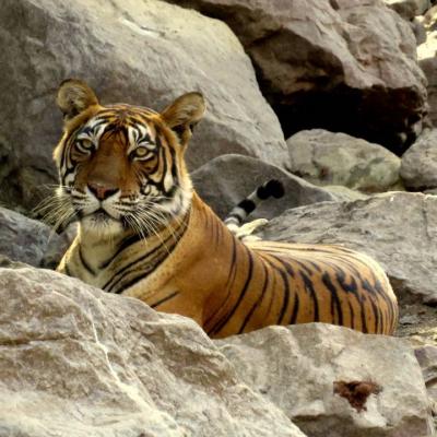 Ranthambore Same Day Tour