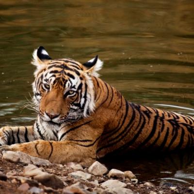 Mumbai to Ranthambore Tour