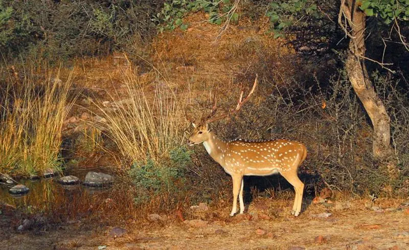 Ranthambore Weekend Tour Package