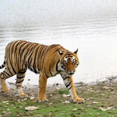 Ranthambore Holiday Package