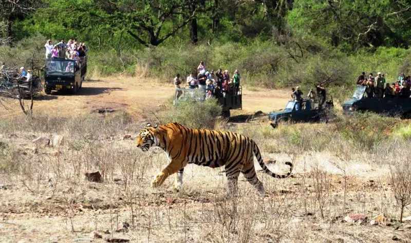 Jaipur to Ranthambore Tour Package