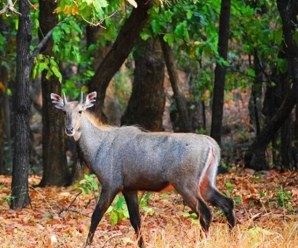 Ranthambore Weekend Tour Package
