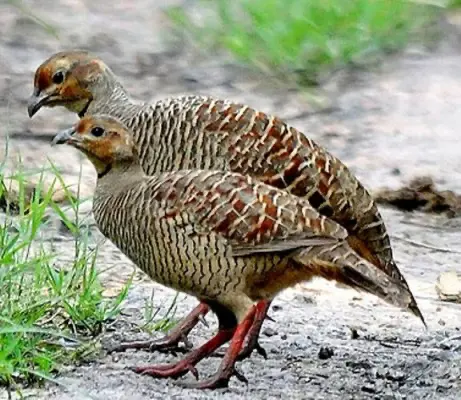 Ranthambore Monsoon Package